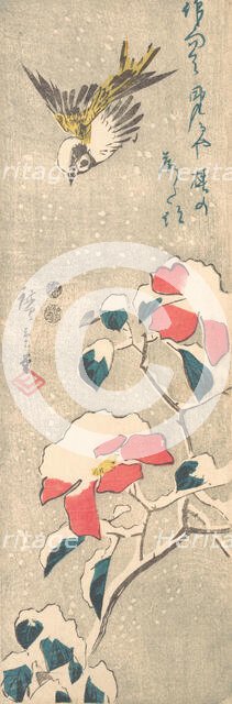 Sparrow and Snow-covered Camellia (Tsubaki), ca. 1845., ca. 1845. Creator: Ando Hiroshige.