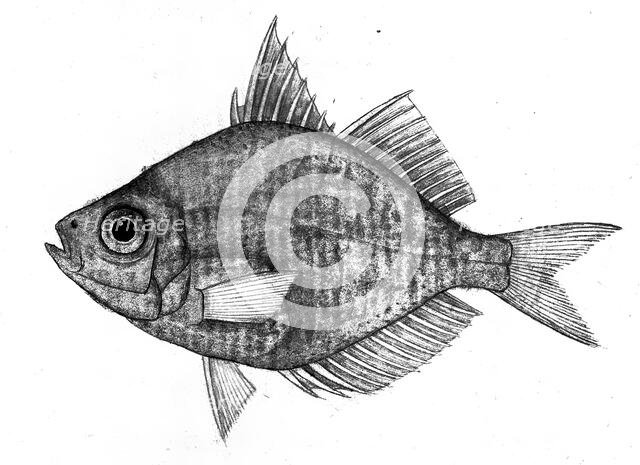 Fish, 1777-1783. Creator: Bhawani Das.