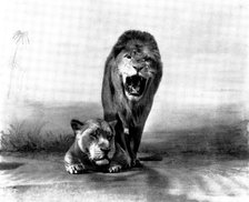 Lions at the "Zoo", 1898. Creator: Charles Knight.