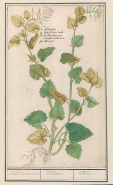 Garlic mustard (Alliaria), 1596-1610. Creators: Anselmus de Boodt, Elias Verhulst.