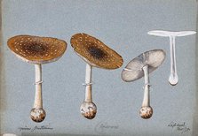Panther cap fungus (Amanita pantherina): four fruiting bodies, one sectioned, 1893. Creator: Unknown.