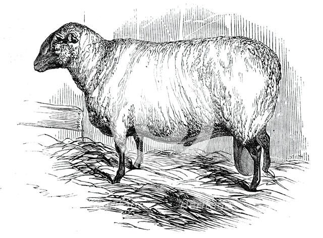 Mr. T. Hutton's Hampshire Down ram, 1844. Creator: Unknown.