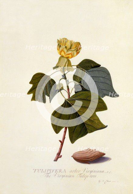 The Virginian Tulip Tree, c. 1743 (hand coloured engraving). Creator: "Georg Dionysius Ehret (1710 - 70); Ehret, Georg Dionysius (1710-1770)".
