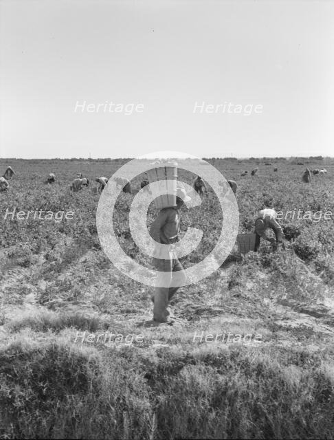 Pea pickers near Calipatria, California, 1939. Creator: Dorothea Lange.