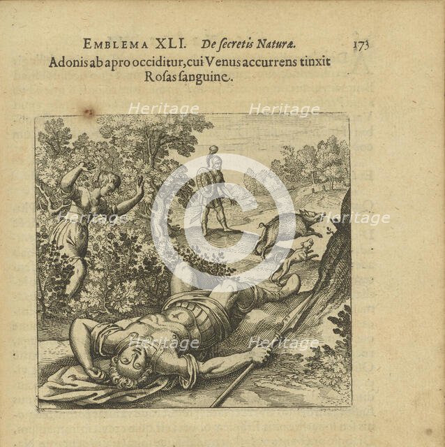 Emblem 41. Adonis is slain by a boar, and as Venus comes running she colours the Roses..., 1816. Creator: Merian, Matthäus, the Elder (1593-1650).