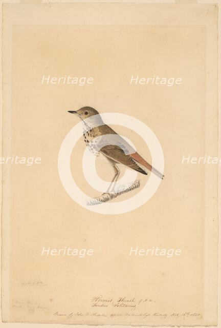 Hermit Thrush, 1820. Creator: John James Audubon.