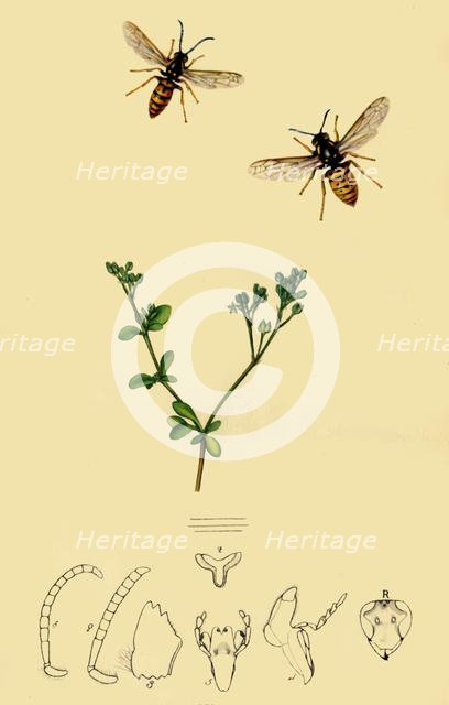 'Anchor-Faced Wasp: Vespa rufa', 1839, (1945). Creator: John Curtis.