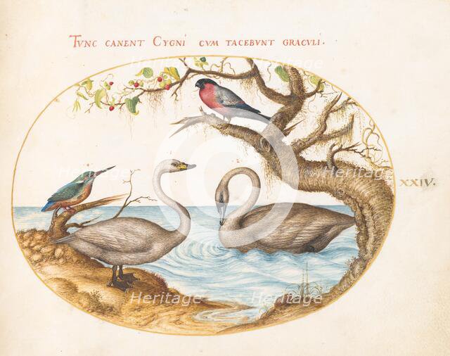 Animalia Volatilia et Amphibia (Aier): Plate XXIV, c. 1575/1580. Creator: Joris Hoefnagel.