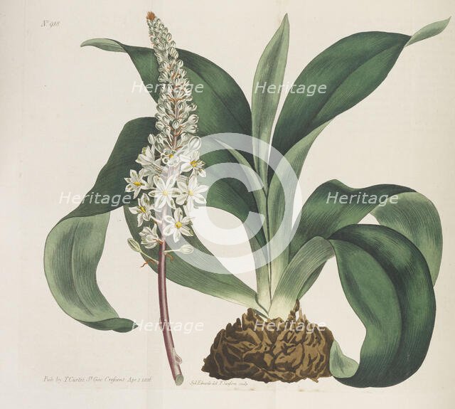 Botanical Magazine, 1787-1833. Creator: Curtis, William (1746-1799).