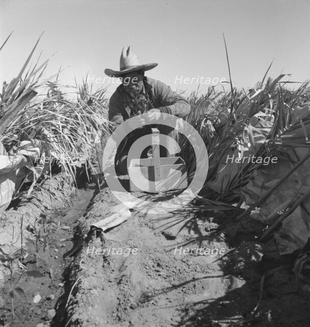 Replanting chili plants on a Japanese-owned ranch, desert agriculture, Imperial Valley, CA, 1937. Creator: Dorothea Lange.