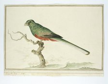 Apaloderma narina (Narina Trogon), 1777-1786. Creator: Robert Jacob Gordon.