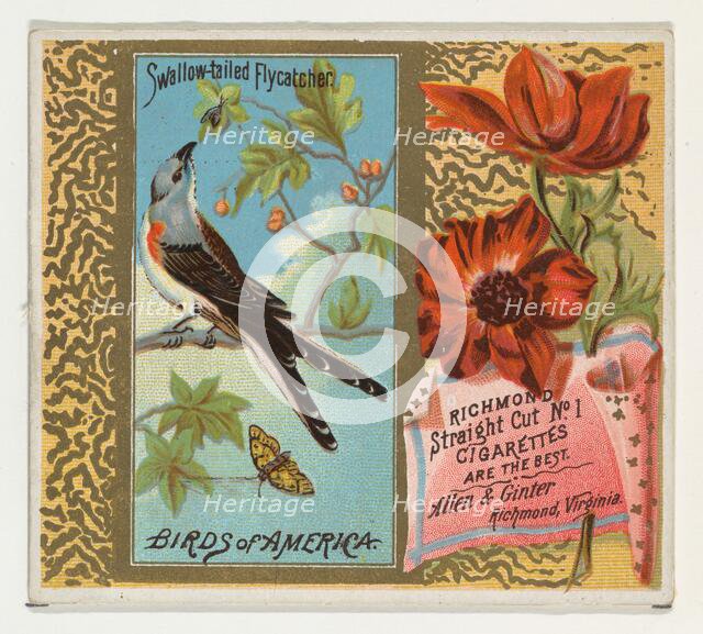 Swallow-tailed Flycatcher, from the Birds of America series (N37) for Allen & Ginter Cigar..., 1888. Creator: Allen & Ginter.