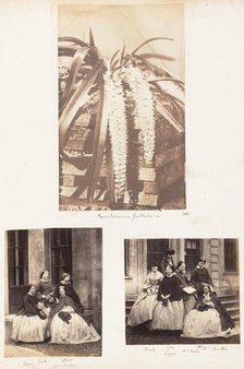 Saccolabium Guttatum; Lizzie, Emily, Alice, Mrs Stratton; Emily, Etty, Alice, Lizzie,..., 1853-1856. Creator: John Dillwyn Llewelyn.