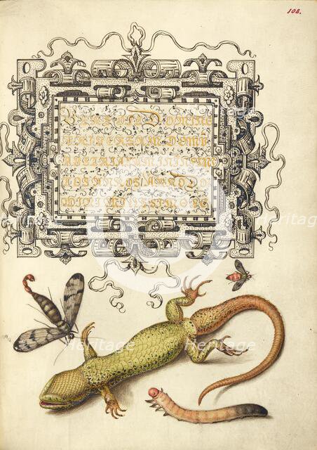 Scorpionfly, Insect, Lizard, and Insect Larva, 1561-1562; illumination added 1591-1596. Creator: Joris Hoefnagel.