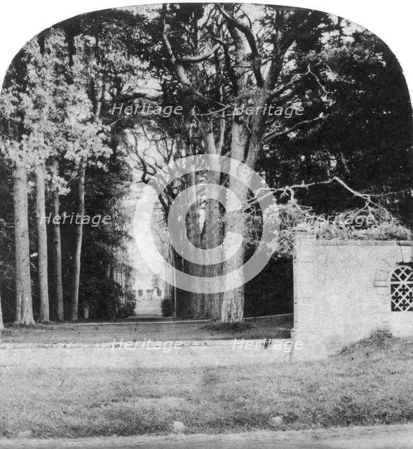 The Avenue, Guy's Cliff, Warwick, early 20th century. Artist: Unknown