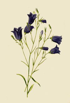 'Harebell', 1877. Creator: Frederick Edward Hulme.