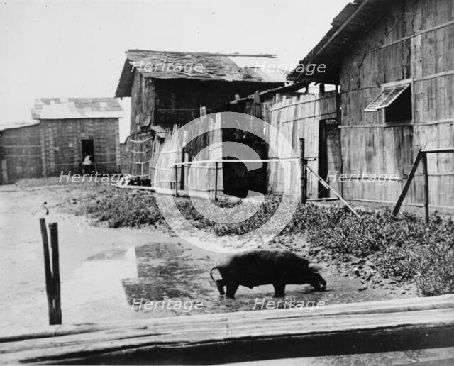 Ecuador - Scenes In Quayaquil, Ecuador, 1912. Creator: Harris & Ewing.