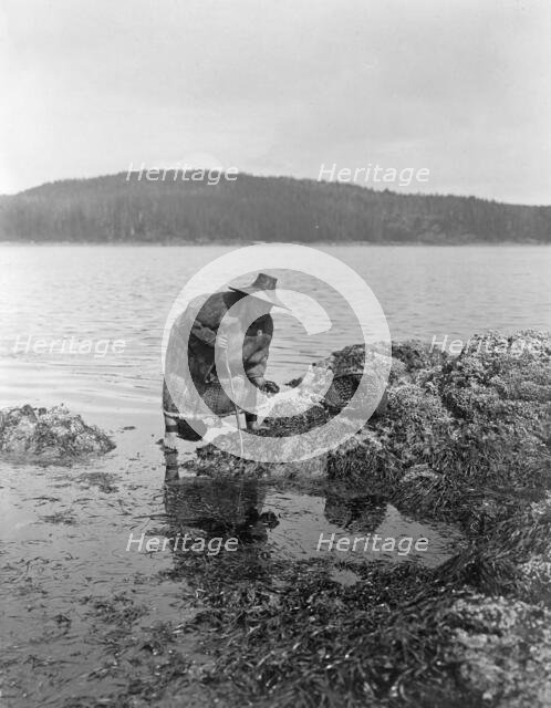 Gathering abalones-Nakoaktok, c1910. Creator: Edward Sheriff Curtis.