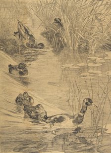 Ébats de canards, 1850-1914. Creator: Felix Bracquemond.