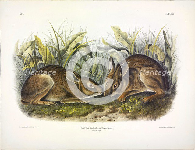 Marsh Hare, Lepus Palustris, 1845.