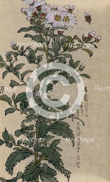 An aster (Aster species): flowering stem. Creator: Unknown.