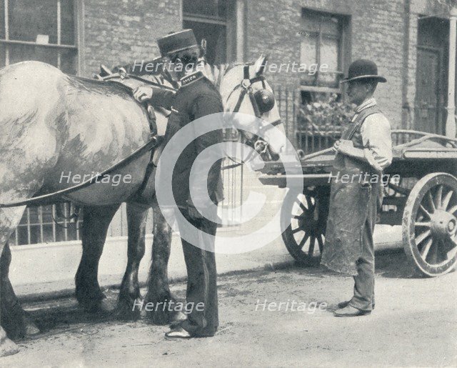 RSPCA inspector examining a horse, c1903 (1903). Artist: Unknown.