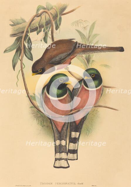 Trogan personatus, probably 1836/1838. Creators: John Gould, Henry Constantine Richter.