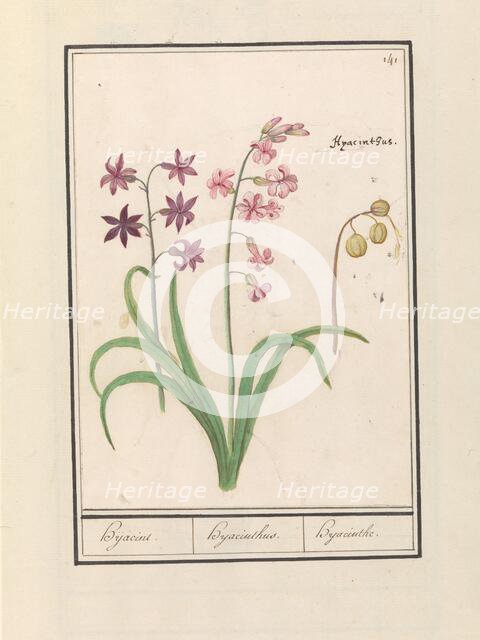 Hyacinth (Hyacinthus orientalis), 1596-1610. Creators: Anselmus de Boodt, Elias Verhulst.