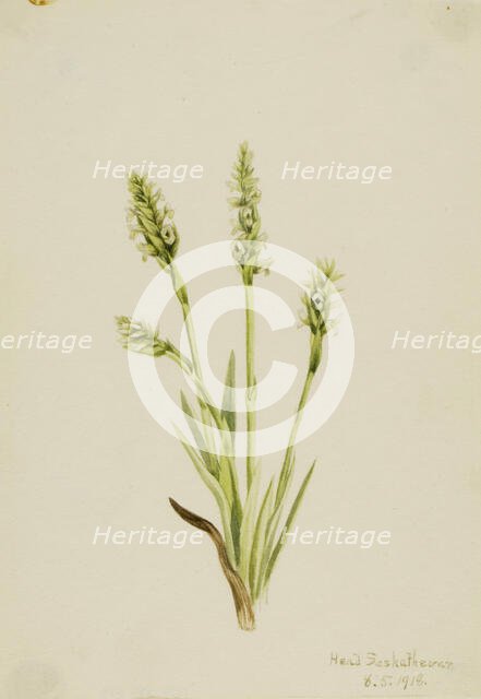 Hooded Ladies-Tresses (Ibidium strictum), 1918. Creator: Mary Vaux Walcott.