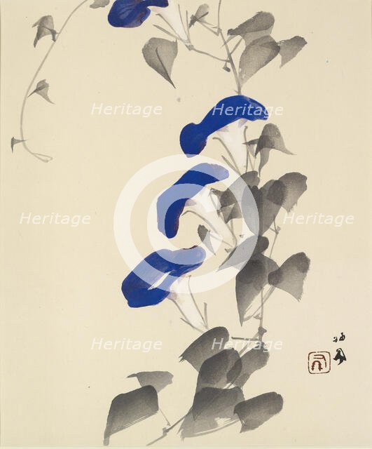 Morning glory, 1901 - 1942. Creator: Takeuchi Seiho.