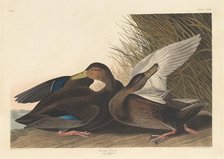 Dusky Duck, 1836. Creator: Robert Havell.