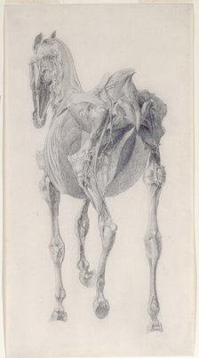 Finished study for 'The Fifteenth Anatomical Table of the Muscles ... of the Horse', 1756. Creator: George Stubbs.