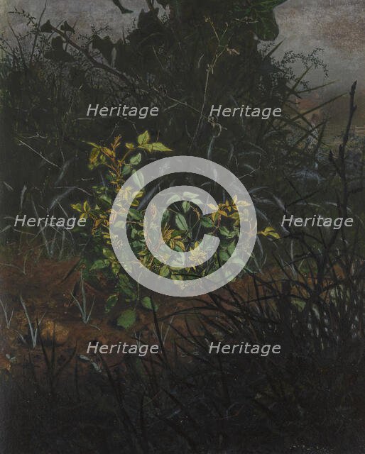 Rose Bush in a Thicket, 1865. Creator: Leon Bonvin.