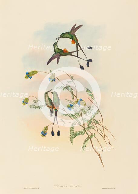 Spathura peruana (Peruvian Racket-Tail). Creators: John Gould, Henry Constantine Richter.