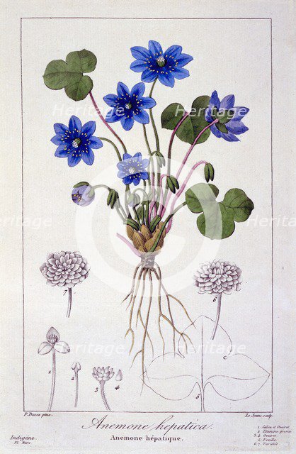 Hepatica nobilis, pub. 1836. Creator: Panacre Bessa (1772-1846).