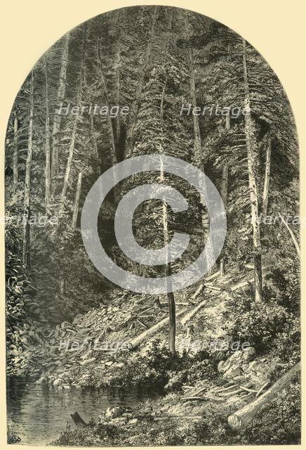 'Pine Forest on West Branch of the Susquehanna', 1874.  Creator: Unknown.