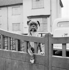 A boxer dog looking over the garden gate of a house, Aspenden, Hertfordshire, 1960. Artist: John Gay.