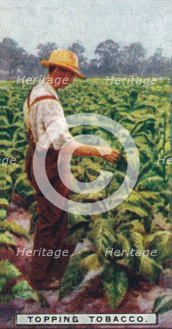 'Topping Tobacco', 1926. Artist: Unknown.