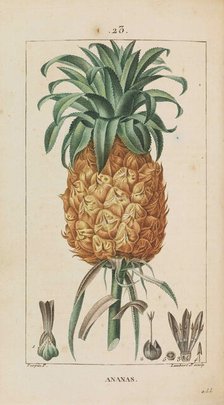 Ananas. Flore médicale, 1814-1820. Creator: Chaumeton, François-Pierre (1775-1819).