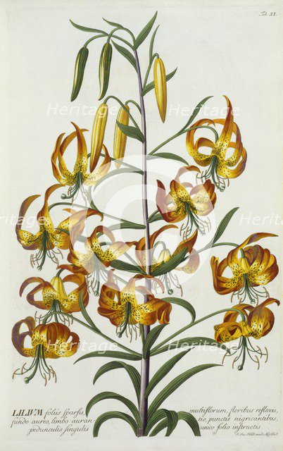 American Turkscap Lily, c. 1740 (hand coloured engraving). Creator: "Georg Dionysius Ehret (1710 - 70); Ehret, Georg Dionysius (1710-1770)".