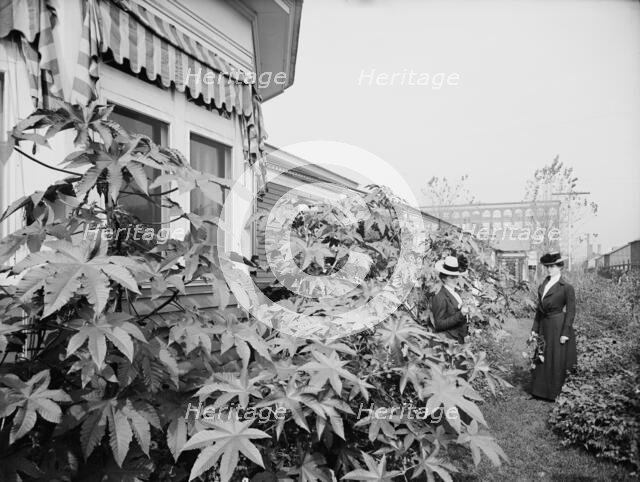 Foliage and east window of officers' club, National Cash Register [Company], Dayton, Ohio, (1902?). Creator: William H. Jackson.