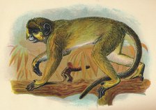 'The Talapoin', 1897. Artist: Henry Ogg Forbes.