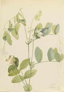 White Pea (Lathyrus ochroleucus), 1920. Creator: Mary Vaux Walcott.