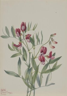 Wild Pea (Lathyrus decaphyllus), 1938. Creator: Mary Vaux Walcott.