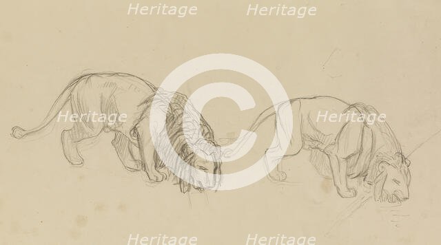 Study of Lions, c1900. Creator: Jean-Leon Gerome.