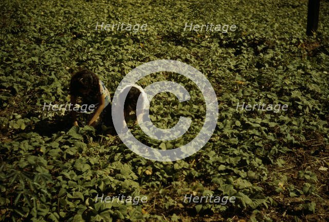 Two people kneeling, working in a field, possibly in Puerto Rico, 1941. Creator: Jack Delano.
