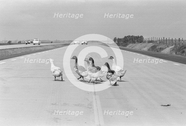 Geese walking across a dual carriageway, Sweden. Artist: Unknown