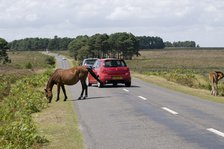 Traffic avoiding Ponies on road in the New Forest