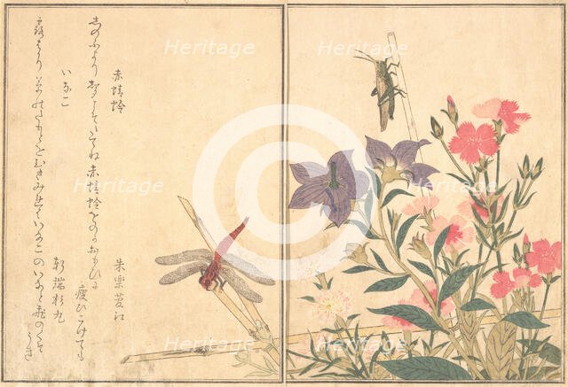 Red Dragonfly (Akatonbo); Locust (Inago)..., 1788. Creator: Kitagawa Utamaro.