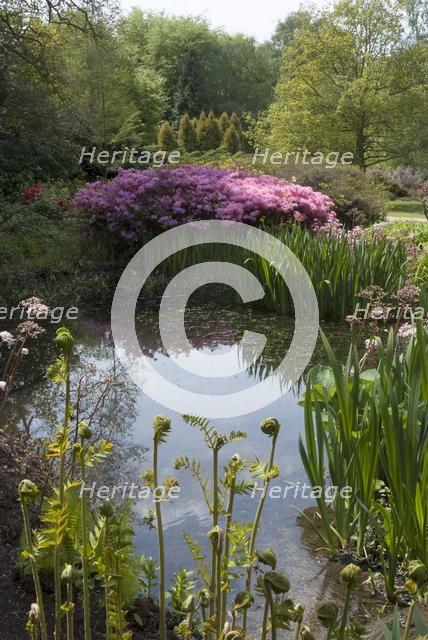 Isabella Plantation, Richmond Park, Richmond, Surrey, England, UK, 14/5/10.  Creator: Ethel Davies.